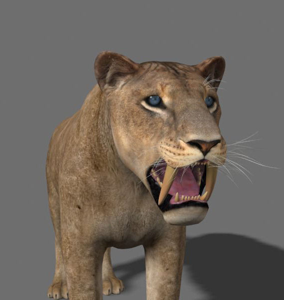 Sabretooth - 3d model lion 3D model_9