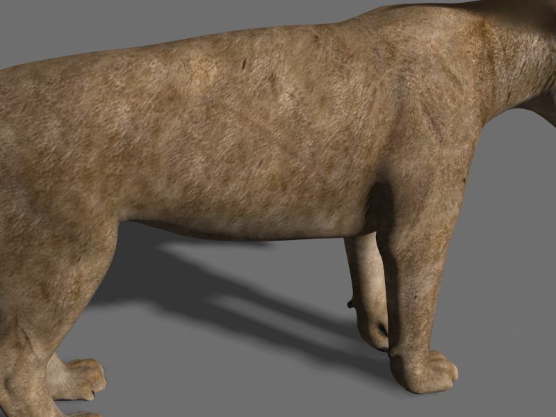 Sabretooth - 3d model lion 3D model_13