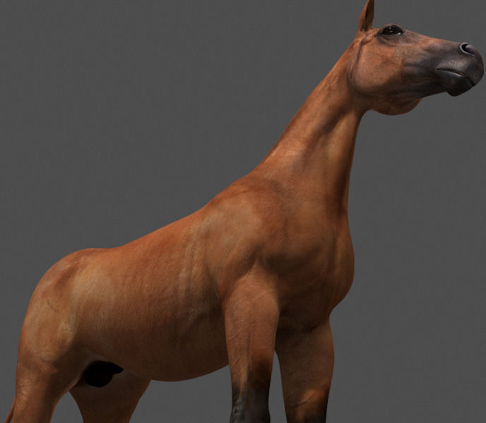 Ultimate Horse Collection - 3d model 3D model_35