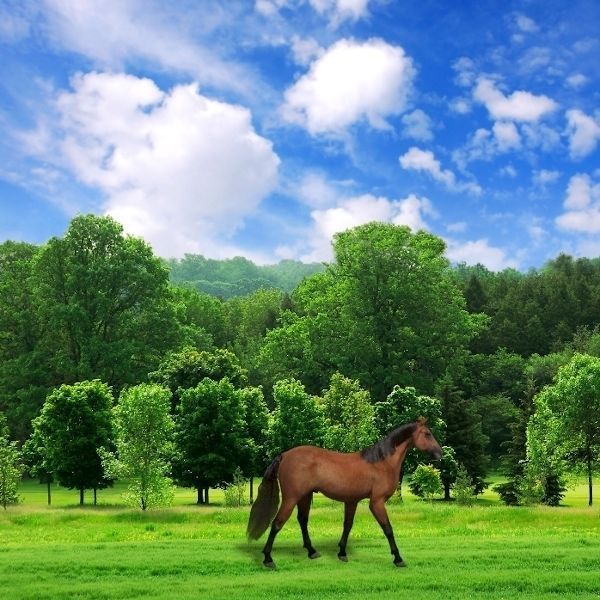 Ultimate Horse Collection - 3d model 3D model_43