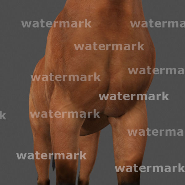 Ultimate Horse Collection - 3d model 3D model_21