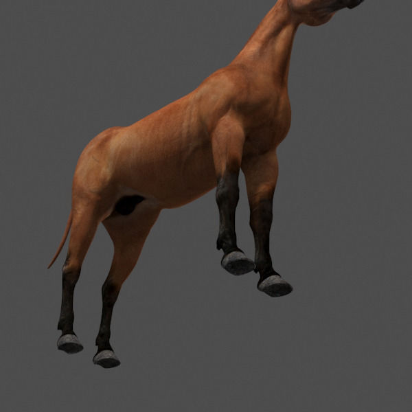 Ultimate Horse Collection - 3d model 3D model_24