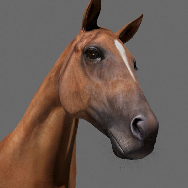 Ultimate Horse Collection - 3d model 3D model_29