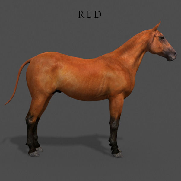 Ultimate Horse Collection - 3d model 3D model_48