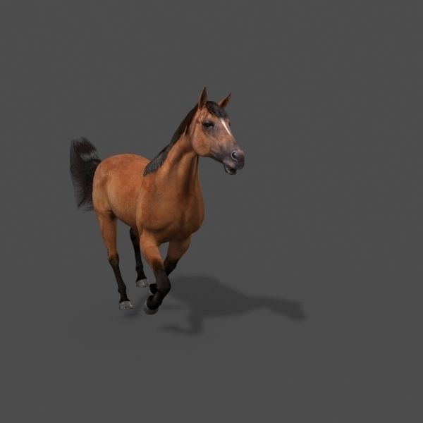 Ultimate Horse Collection - 3d model 3D model_30