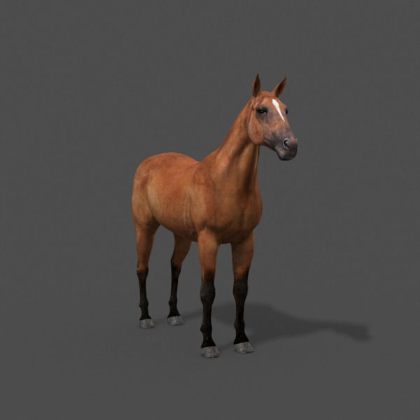Ultimate Horse Collection - 3d model 3D model_16