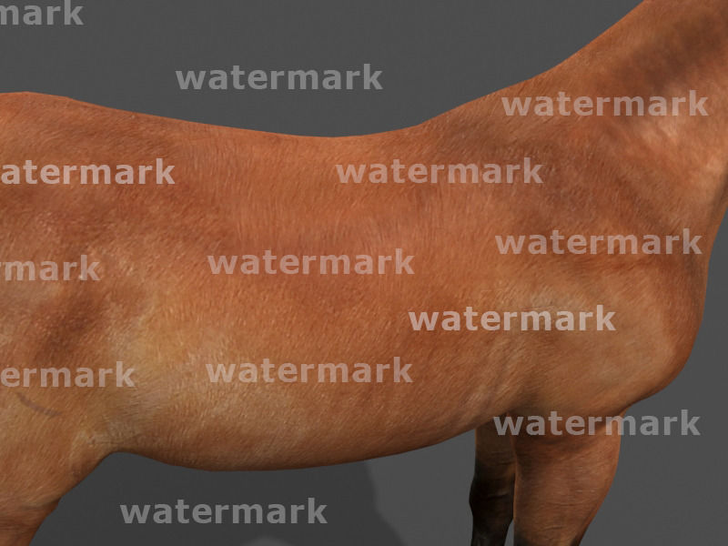 Ultimate Horse Collection - 3d model 3D model_23