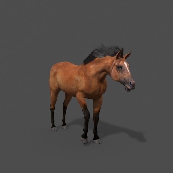 Ultimate Horse Collection - 3d model 3D model_19