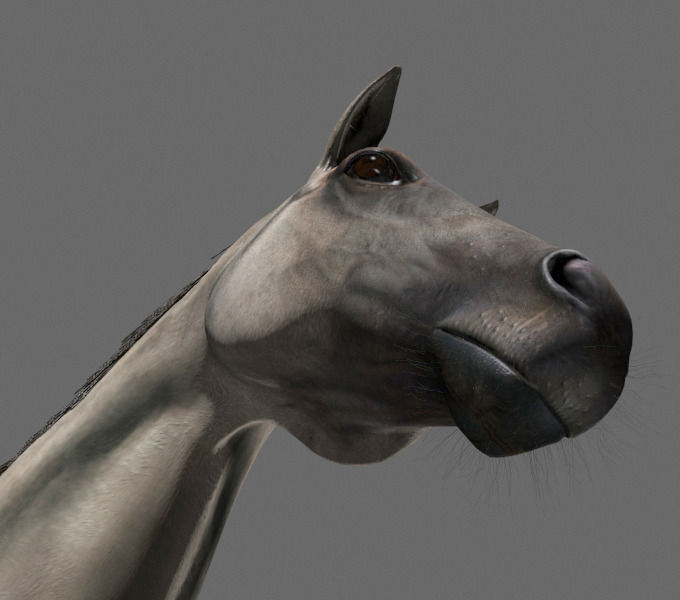 Ultimate Horse Collection - 3d model 3D model_34