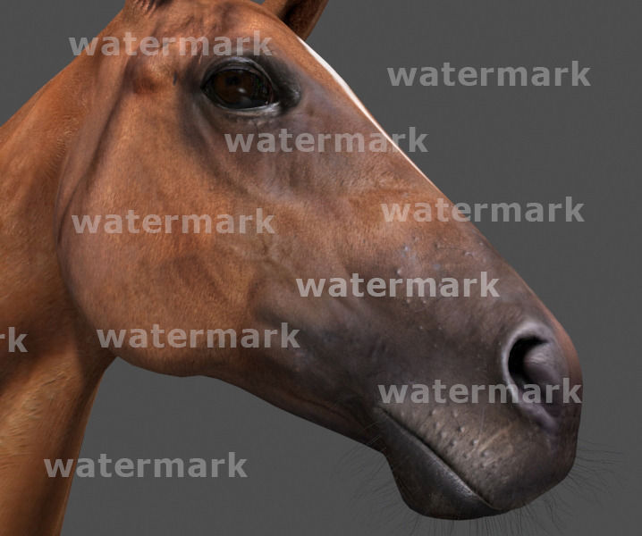 Ultimate Horse Collection - 3d model 3D model_22