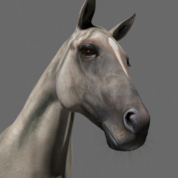 Ultimate Horse Collection - 3d model 3D model_28