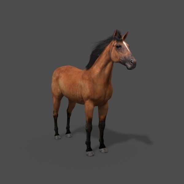 Ultimate Horse Collection - 3d model 3D model_13