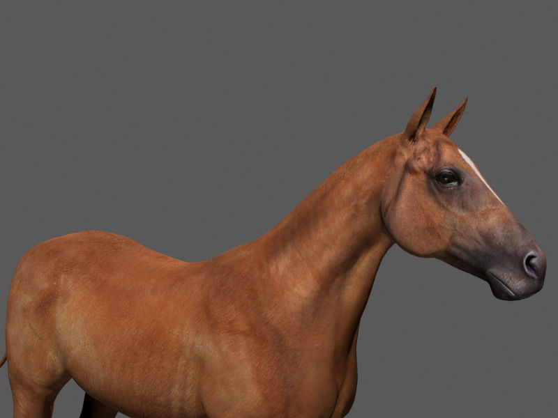Ultimate Horse Collection - 3d model 3D model_32