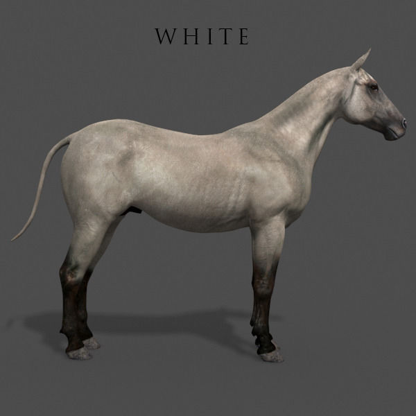 Ultimate Horse Collection - 3d model 3D model_49