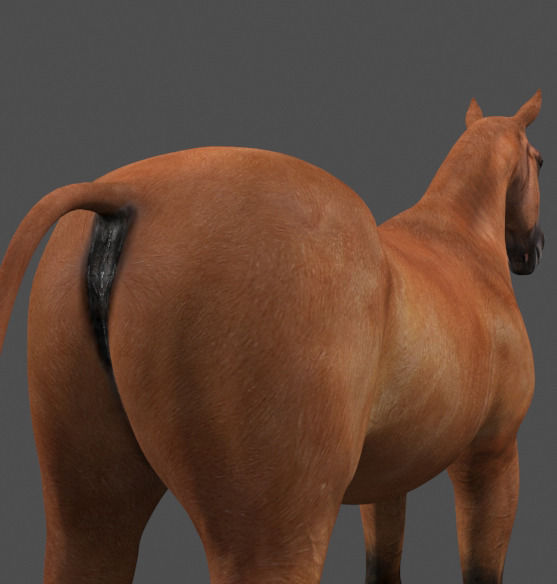 Ultimate Horse Collection - 3d model 3D model_11