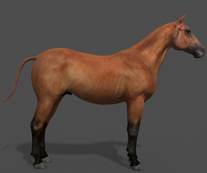 Ultimate Horse Collection - 3d model 3D model_10