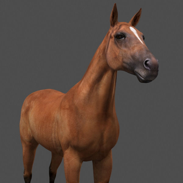Ultimate Horse Collection - 3d model 3D model_14