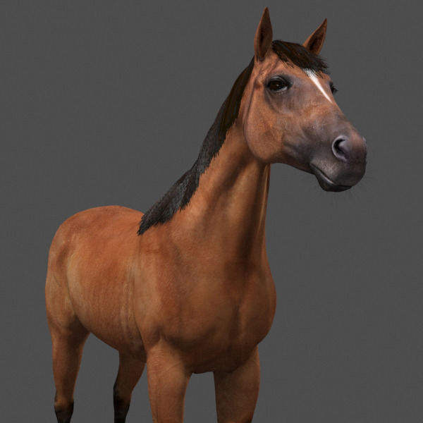 Ultimate Horse Collection - 3d model 3D model_47