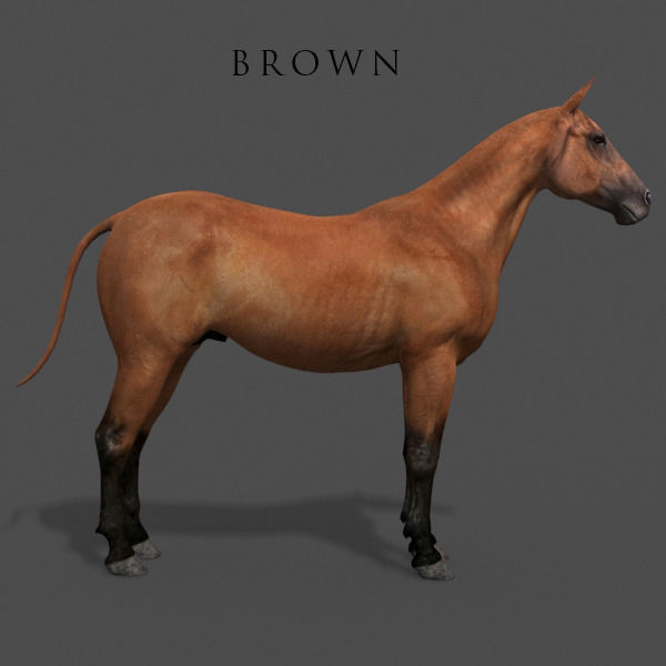 Ultimate Horse Collection - 3d model 3D model_50