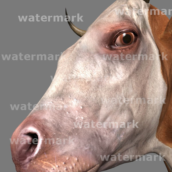 Top Cow - 3d model 3D model_15