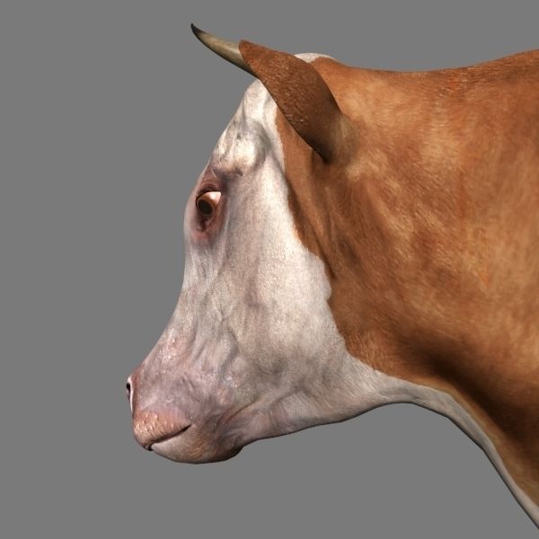 Top Cow - 3d model 3D model_17