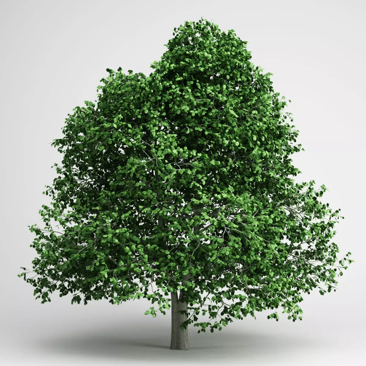 CGAxis Hornbeam 04 3D model_0