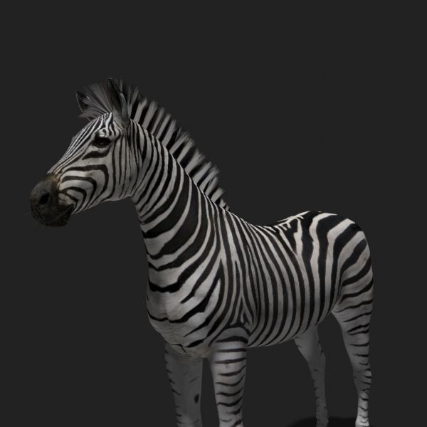 Photoreal HD Zebra - 3d model 3D model_16