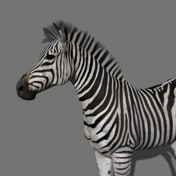 Photoreal HD Zebra - 3d model 3D model_17