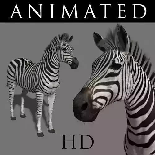 Photoreal HD Zebra - 3d model 3D model