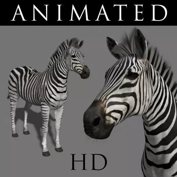 Photoreal HD Zebra - 3d model 3D model_0