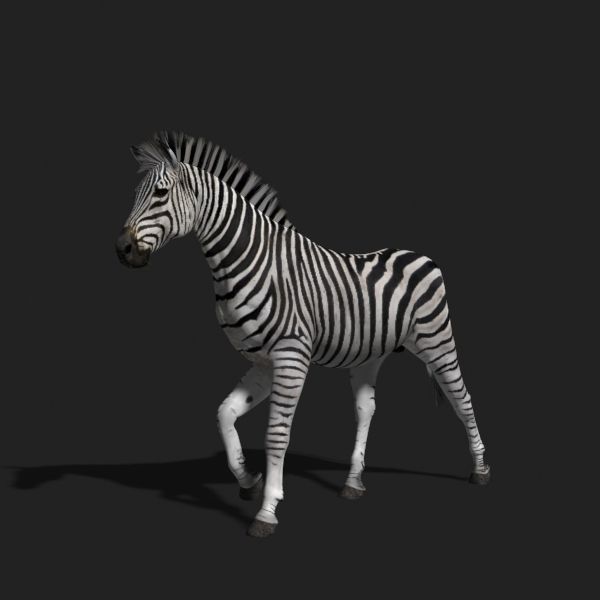 Photoreal HD Zebra - 3d model 3D model_15