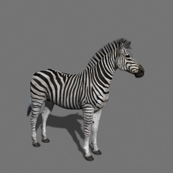 Photoreal HD Zebra - 3d model 3D model_31