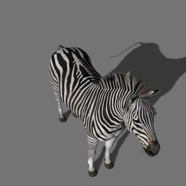 Photoreal HD Zebra - 3d model 3D model_6
