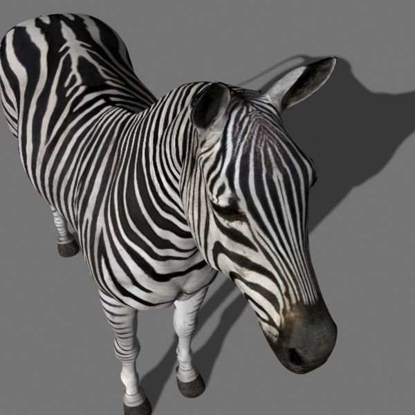 Photoreal HD Zebra - 3d model 3D model_8