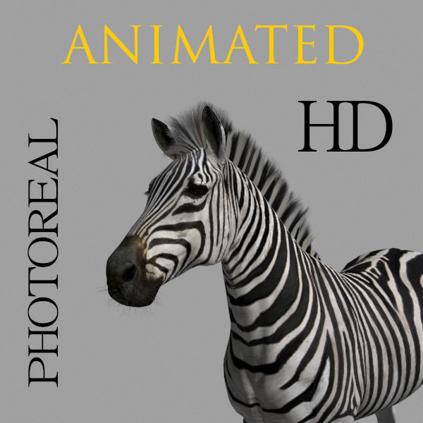 Photoreal HD Zebra - 3d model 3D model_32