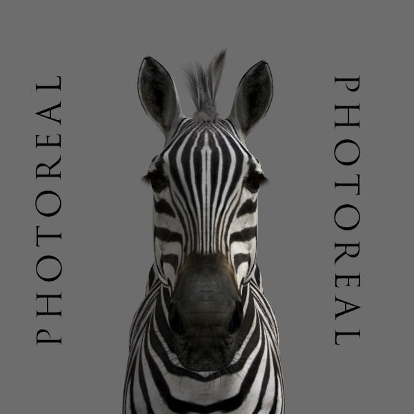 Photoreal HD Zebra - 3d model 3D model_10