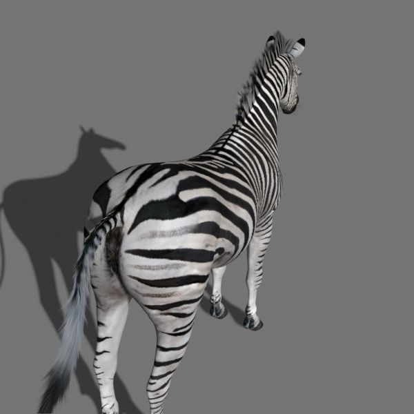 Photoreal HD Zebra - 3d model 3D model_5