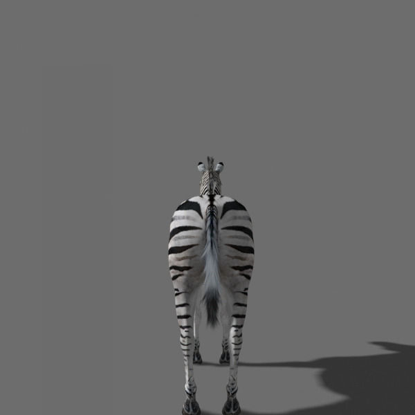Photoreal HD Zebra - 3d model 3D model_19