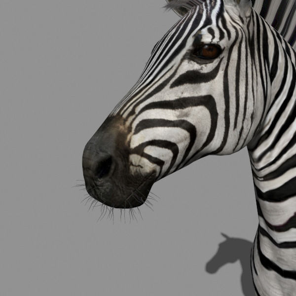Photoreal HD Zebra - 3d model 3D model_12