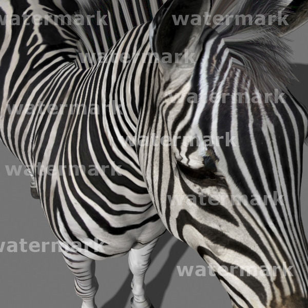 Photoreal HD Zebra - 3d model 3D model_9
