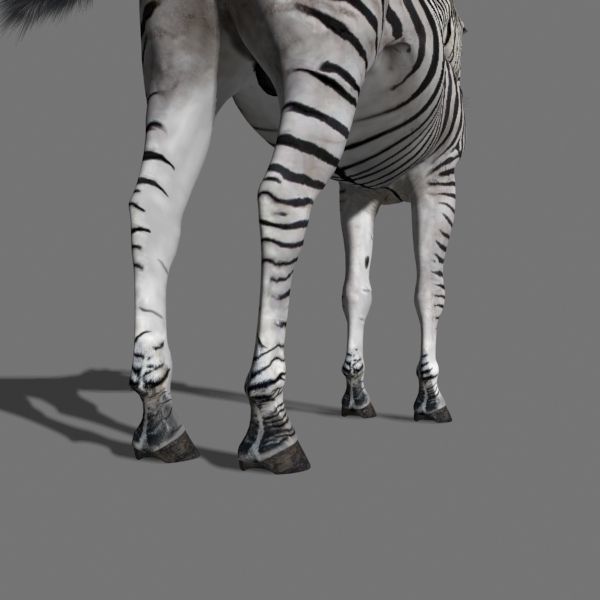 Photoreal HD Zebra - 3d model 3D model_21