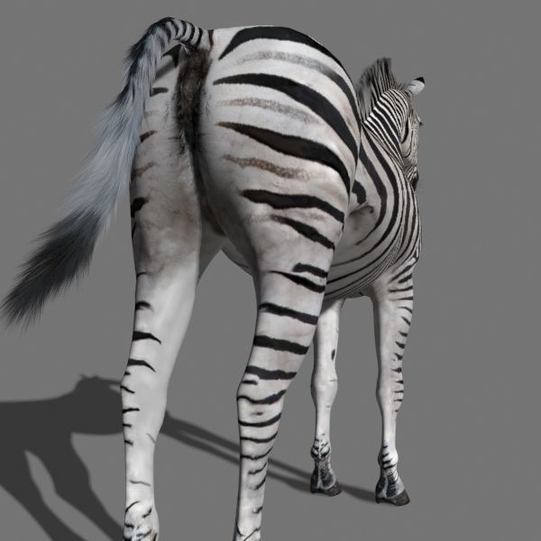 Photoreal HD Zebra - 3d model 3D model_20