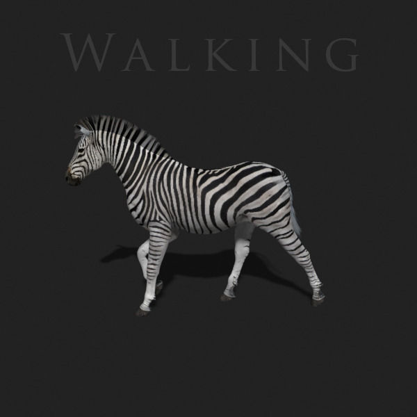 Photoreal HD Zebra - 3d model 3D model_30