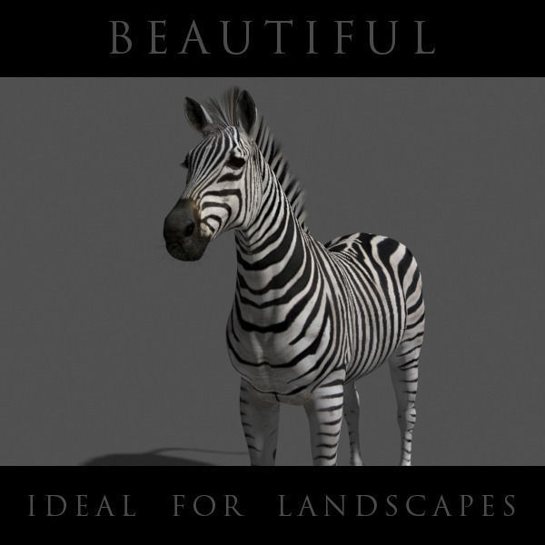 Photoreal HD Zebra - 3d model 3D model_18