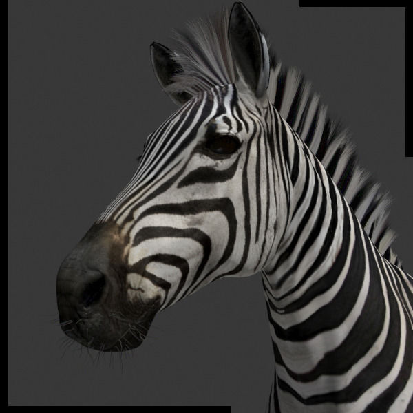 Photoreal HD Zebra - 3d model 3D model_24