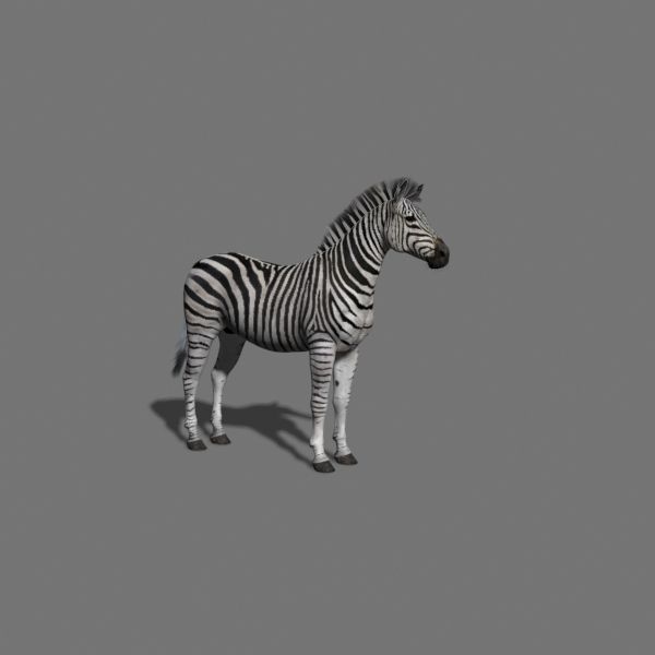Photoreal HD Zebra - 3d model 3D model_7