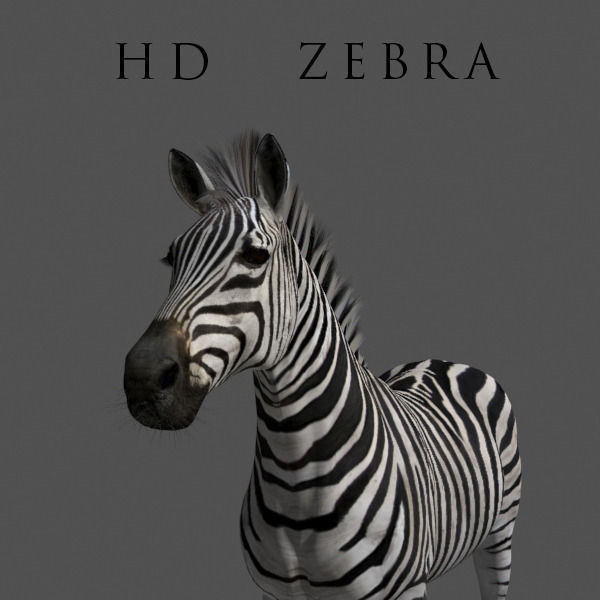 Photoreal HD Zebra - 3d model 3D model_14