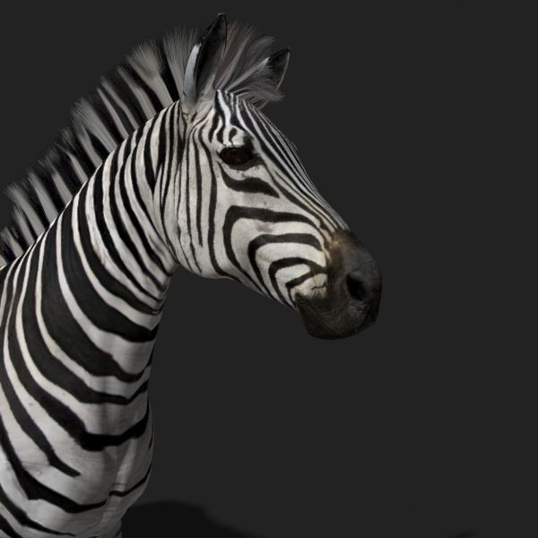 Photoreal HD Zebra - 3d model 3D model_11
