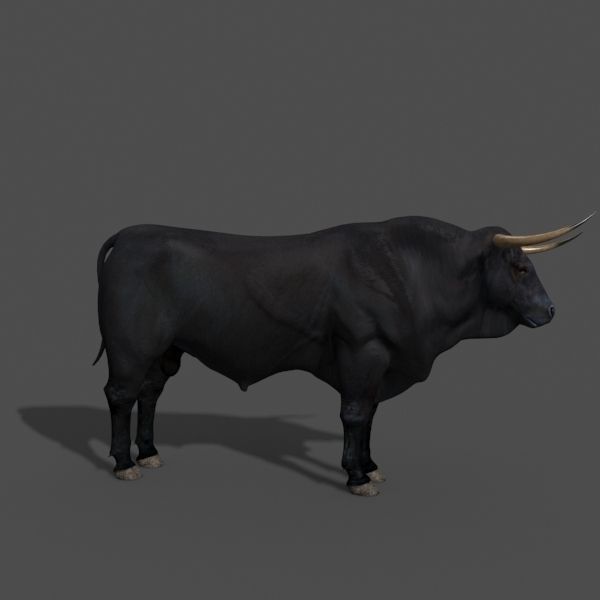 Ultimate Bull - 3d model 3D model_20