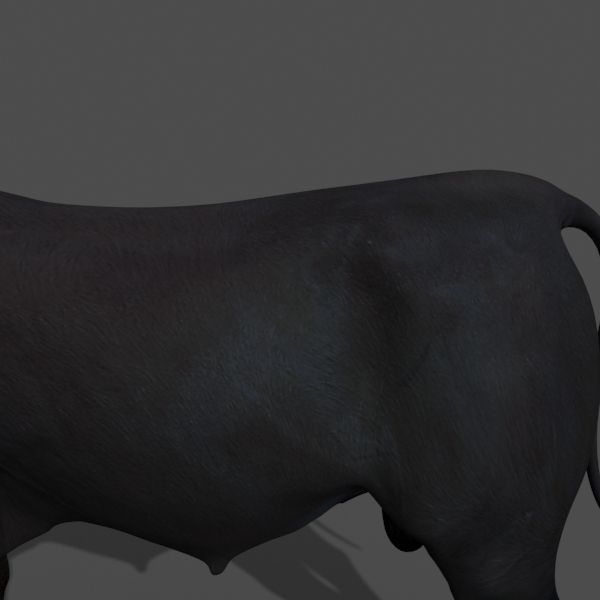 Ultimate Bull - 3d model 3D model_19